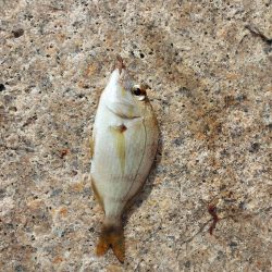 初場所にてキス釣り