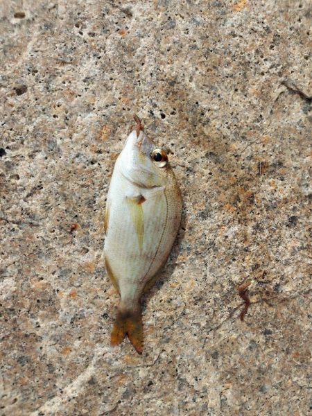 初場所にてキス釣り