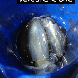 ティップラン2回目!