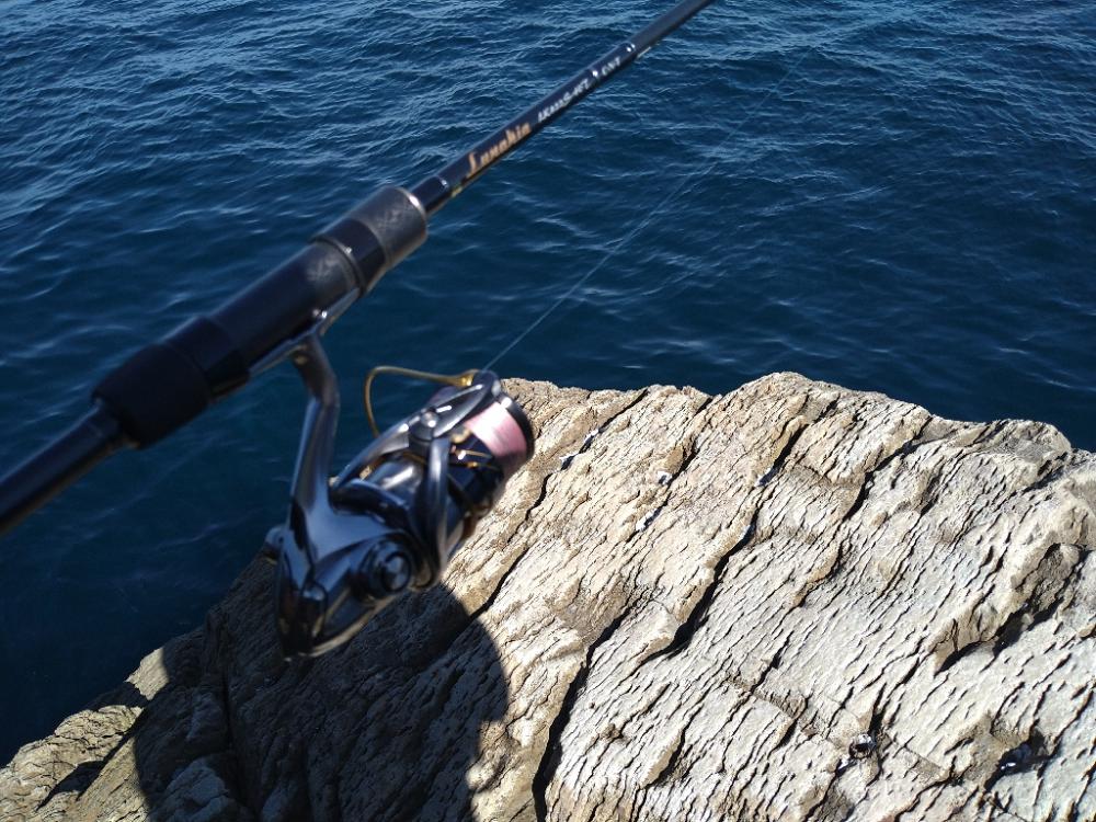 越前地磯の秋イカの様子
