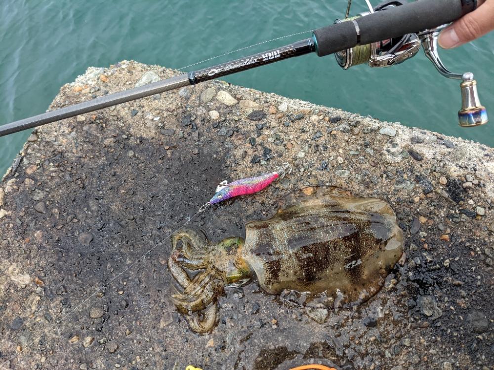 アオリぼっこぼこにいったった(・x・*)