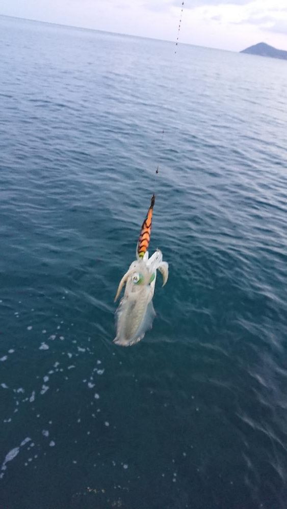 対馬エギング釣果