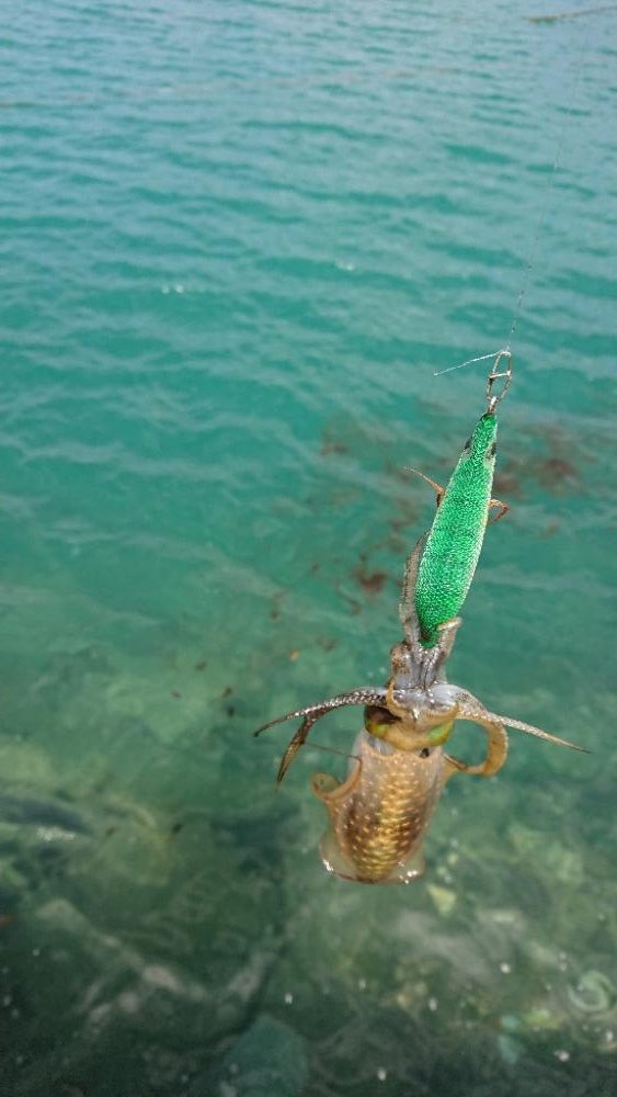 対馬エギング釣果