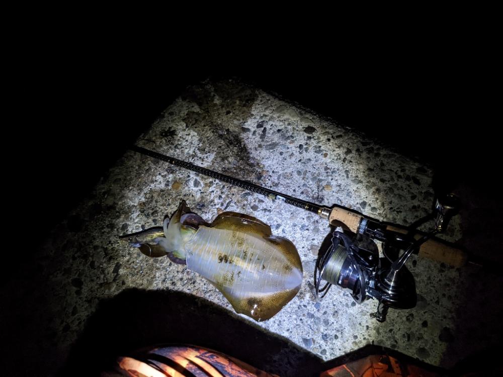 サイズ狙うと渋いけど(・×・)