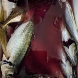 やっと来た！あじ==