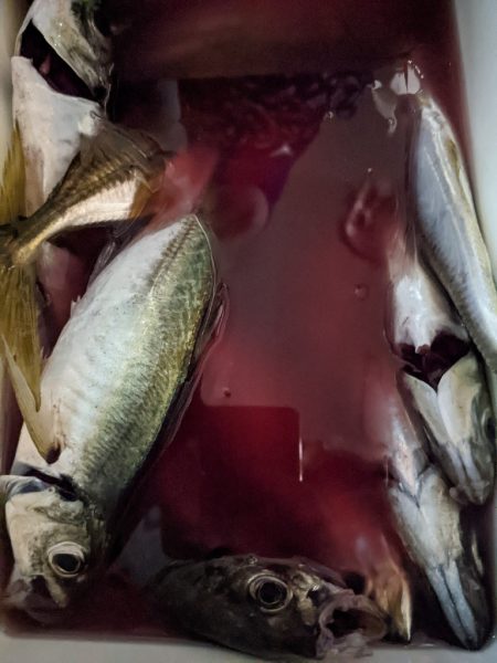 やっと来た！あじ==