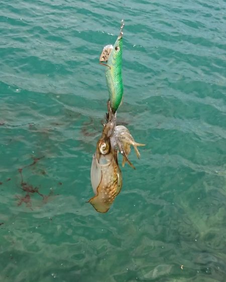 対馬エギング釣果