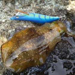 真っ昼間の磯エギングで大漁