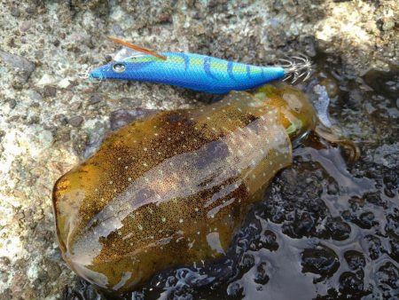 真っ昼間の磯エギングで大漁