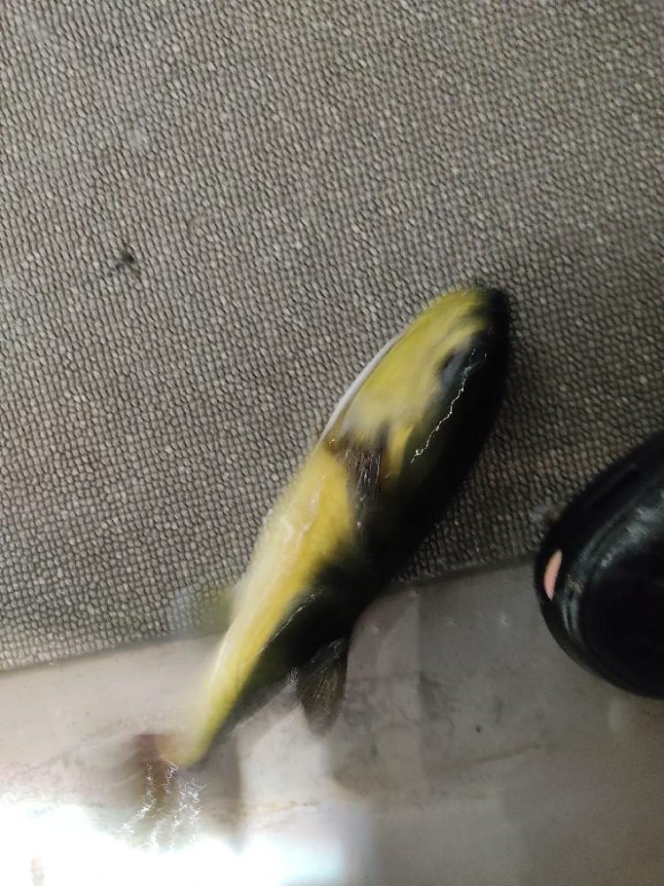 玄界灘イカメタルゲーム