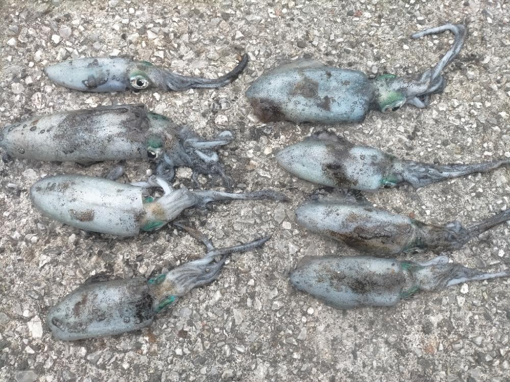 台風前にアオリ8杯