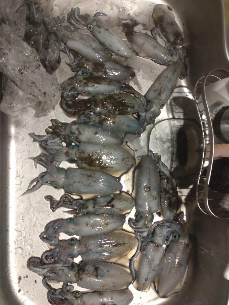 初のティップラン!