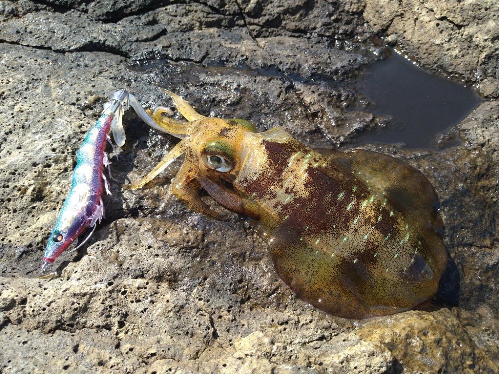 越前地磯で良型連発