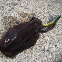 強風の風裏は無風です