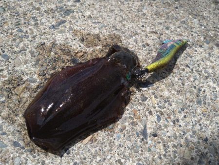 強風の風裏は無風です