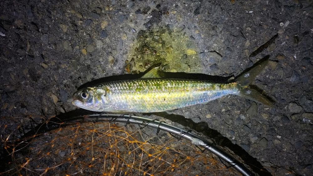 ショアジギング