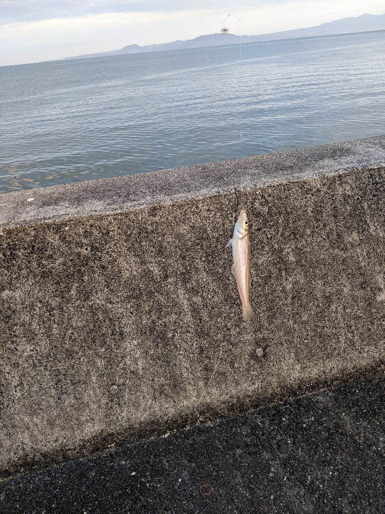 上津浦似てキス釣り
