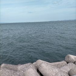 早朝エギングにてアオリ10杯