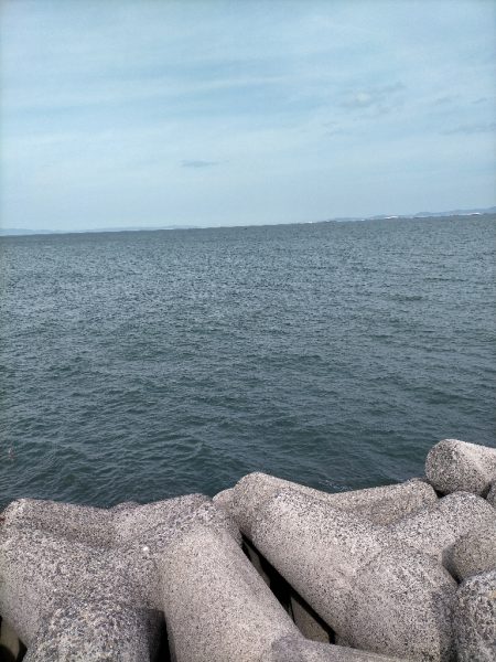 早朝エギングにてアオリ10杯