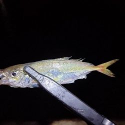 やっと出会えたアジ!