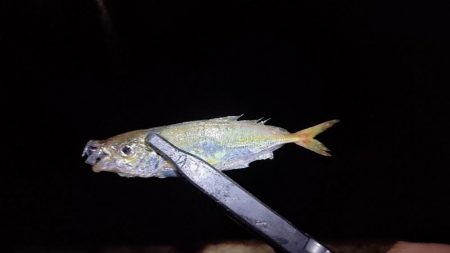 やっと出会えたアジ!