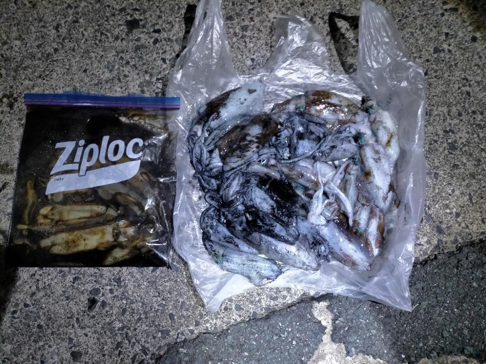 ランガンにてアオリ爆釣!!