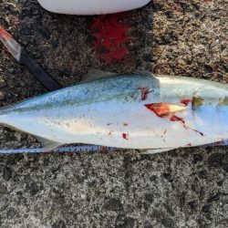 岸和田一文字で初メジロようやくゲット