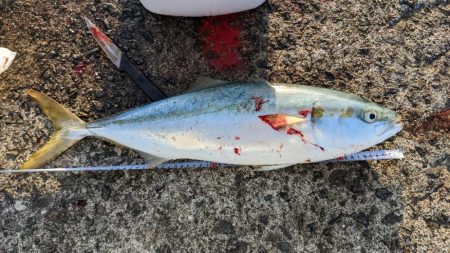 岸和田一文字で初メジロようやくゲット