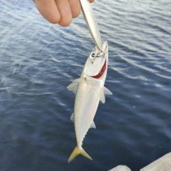 西宮ケーソン サバ祭