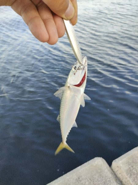 西宮ケーソン サバ祭