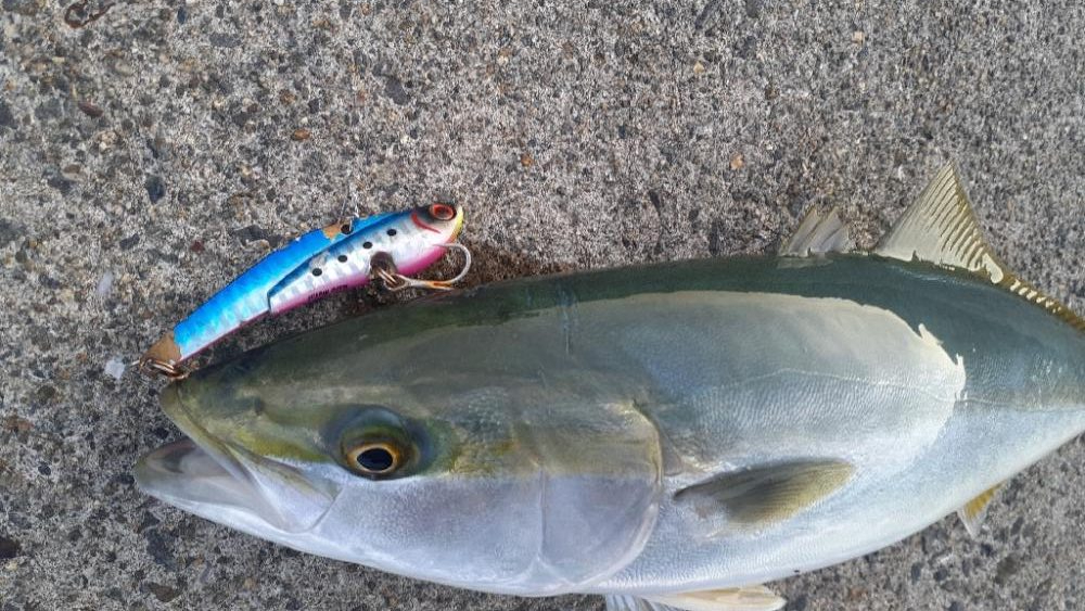 久々の青物祭り!