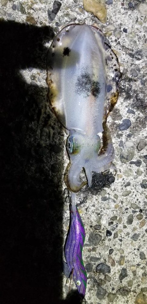 エギング 絶好調