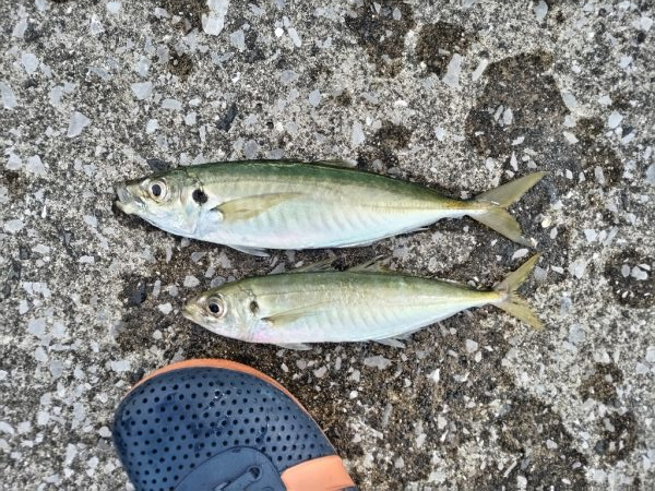 家族で魚種10目釣れました。