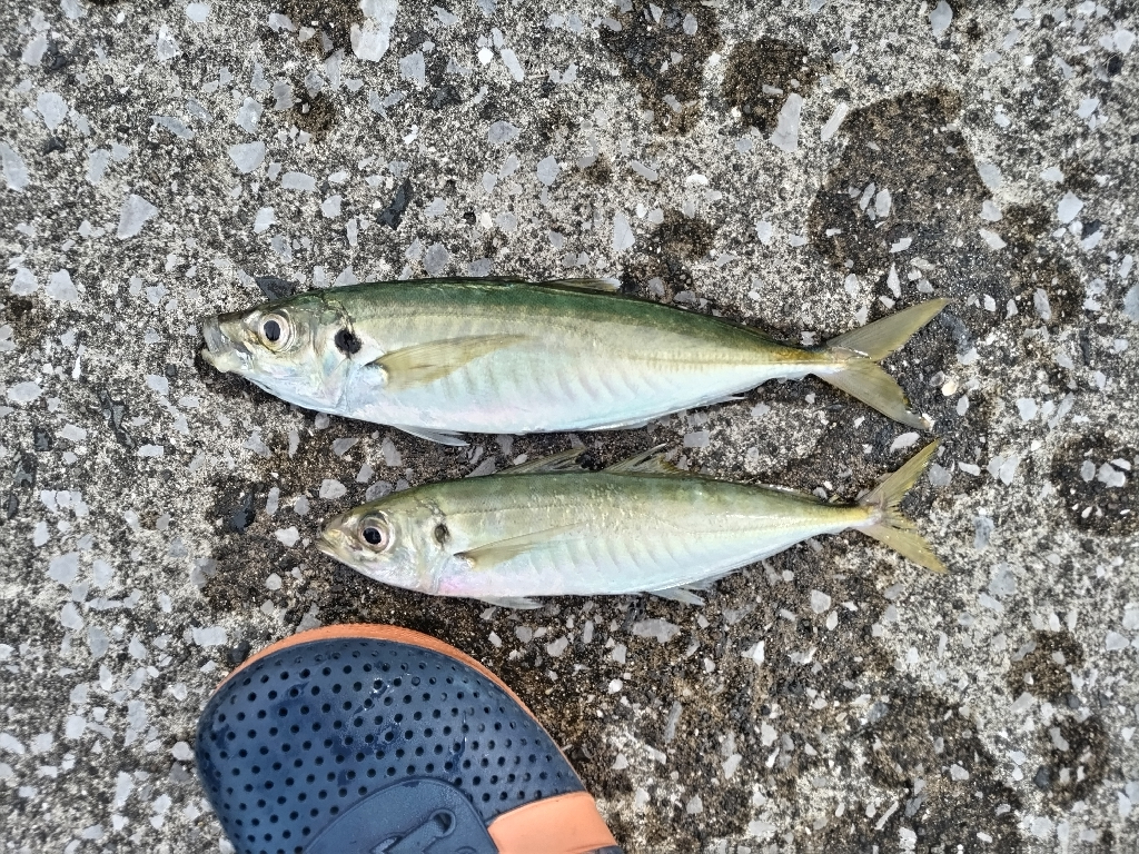 家族で魚種10目釣れました。
