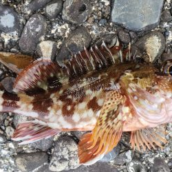 アジ探し@古座川周辺