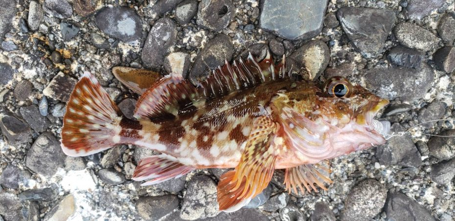 アジ探し@古座川周辺