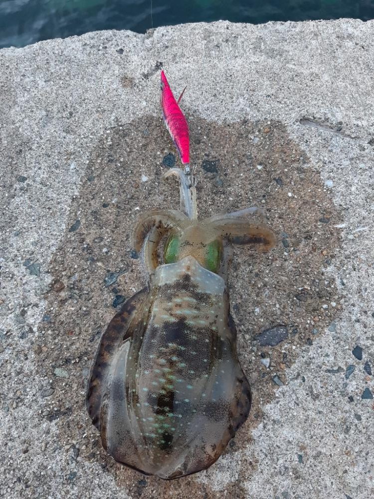 アオリイカ調査