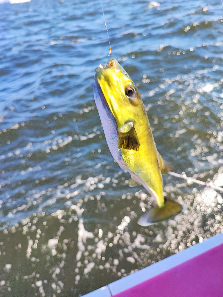 八景島でLTアジ五目