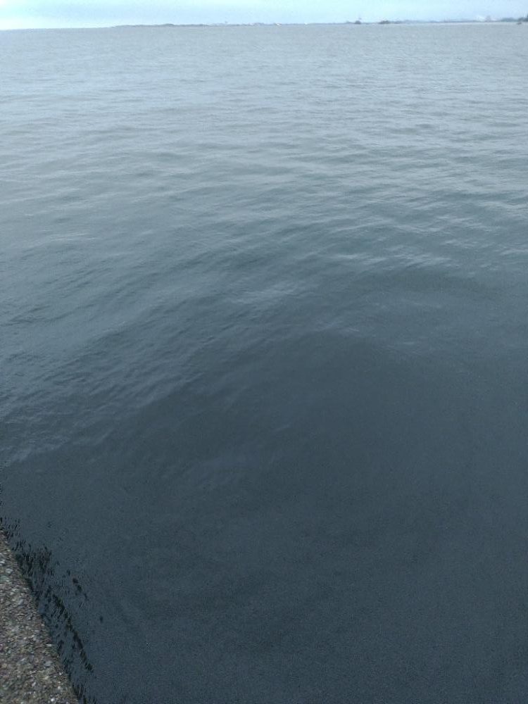 太刀魚、サワラ、ツバス