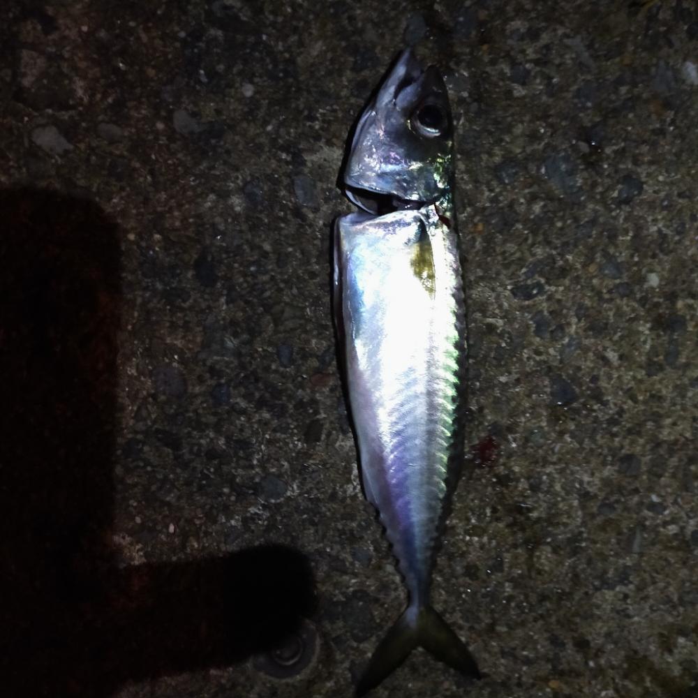 秋シーズン、朝練開始