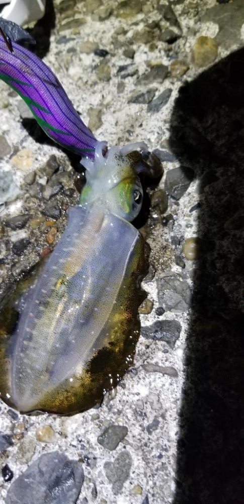 塩津 イカ絶好調