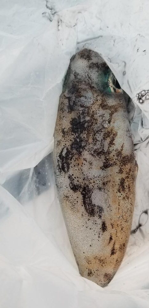 タチウオ・アオリイカ