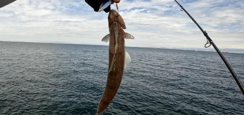 青物釣りたい(><)