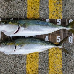 青物のひき楽しい(≧∇≦)