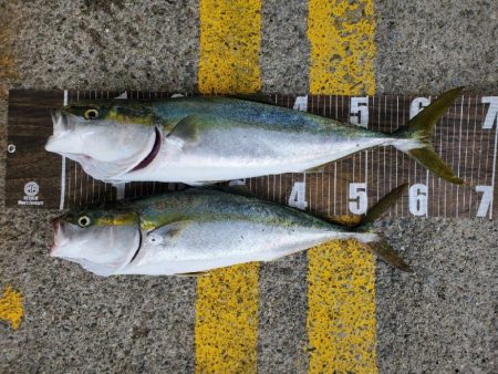 青物のひき楽しい(≧∇≦)