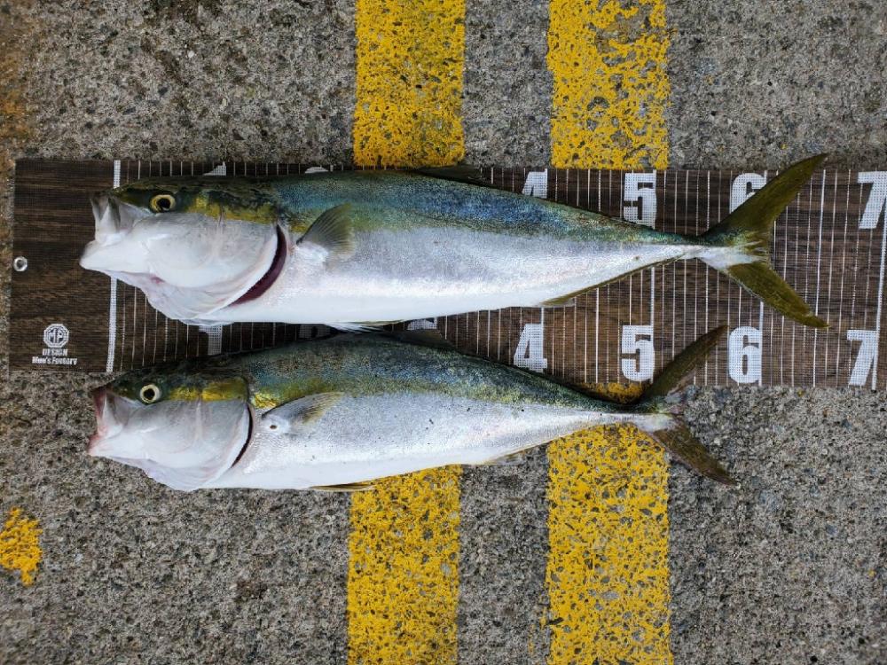 青物のひき楽しい(≧∇≦)