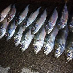 今夜もアジング