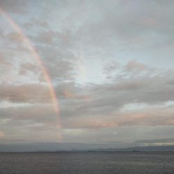 大阪産アオリイカ