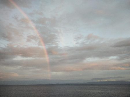 大阪産アオリイカ