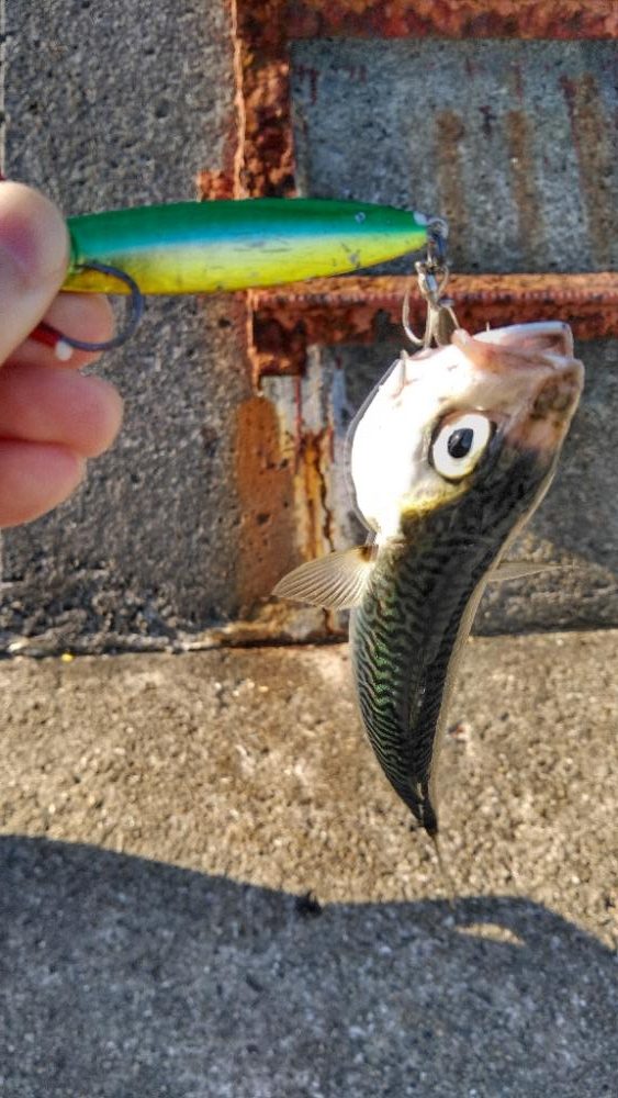 サワラリベンジパート２